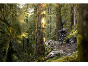GIANT Embolden Pale Moss click to zoom image